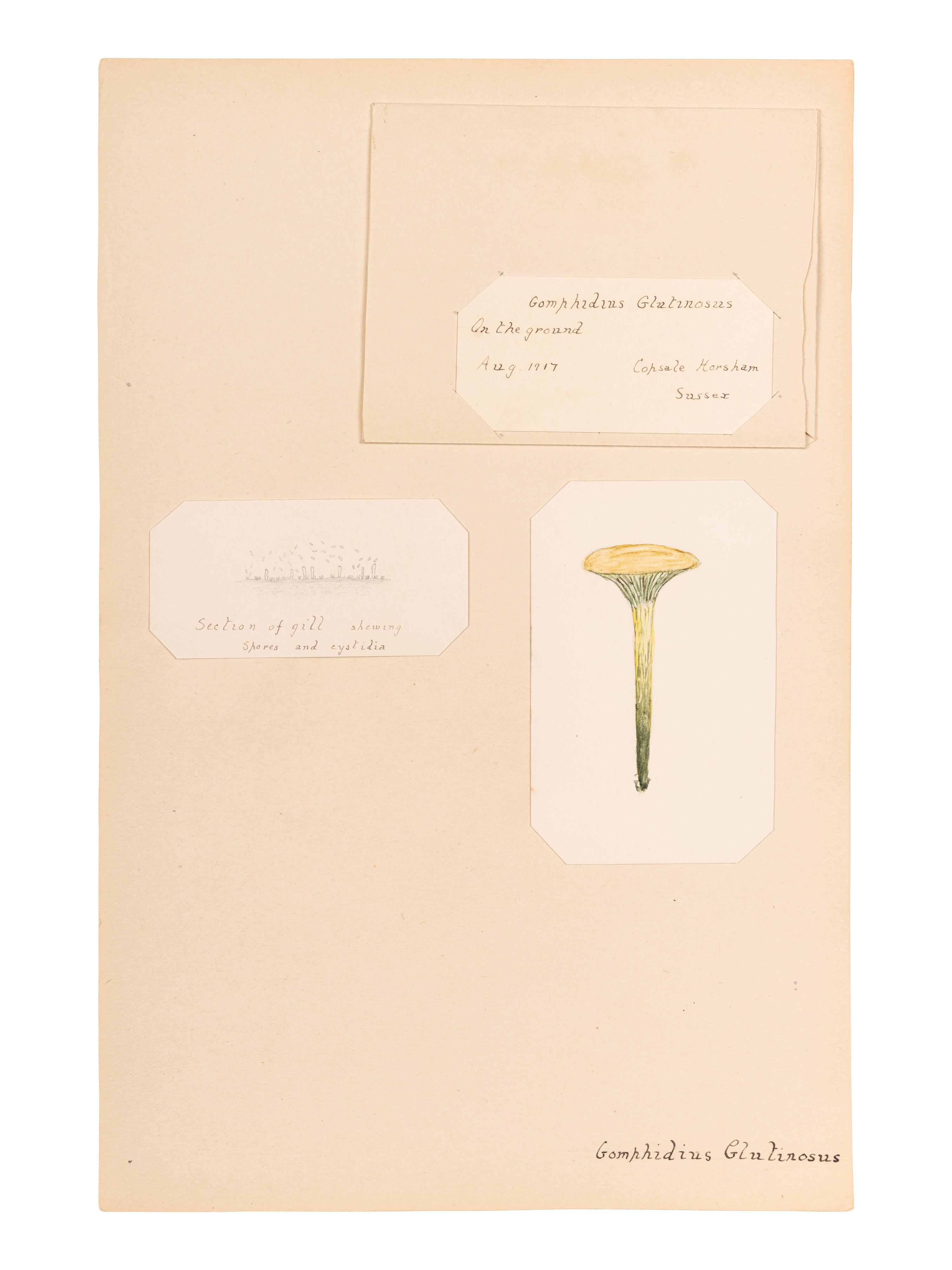 [SPECIMEN ALBUM - MUSHROOMS]. Collection of pressed and preserved Basidiomycete mushrooms, including specimens from nature and watercolor drawings. Ca 1915-1917.
