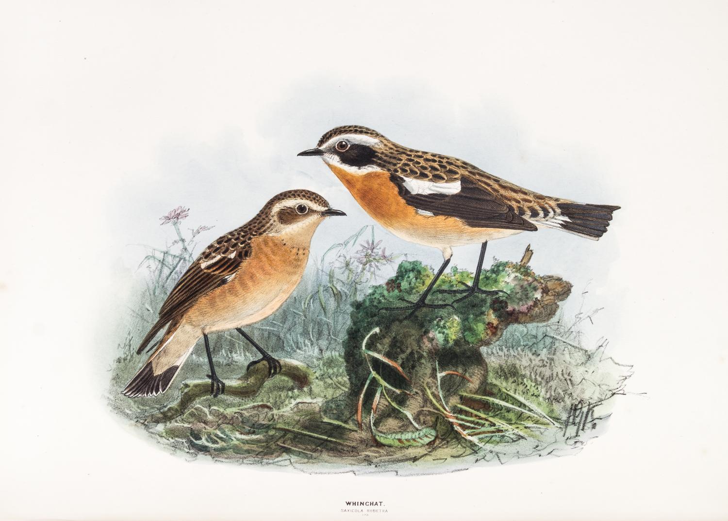 DRESSER, HENRY EELES. A History of the Birds of Europe. London, 1871-1896. Vols. 2-3 (of 9) only.