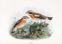 DRESSER, HENRY EELES. A History of the Birds of Europe. London, 1871-1896. Vols. 2-3 (of 9) only.