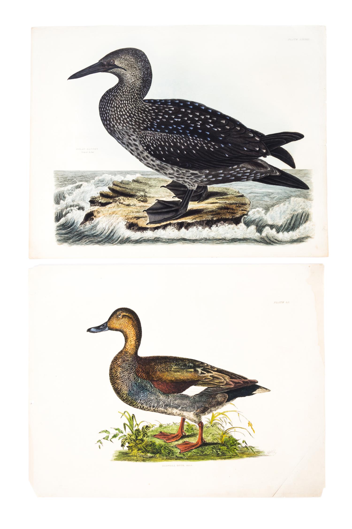 (ORNITHOLOGY) SELBY, JOHN. Solan Gannet and Gadwell Duck. Engravings w/hand-coloring from Illust. of British Ornithology. London, 1820.