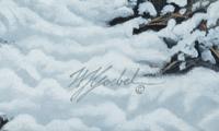 High Country-Coyote