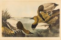 (AUDUBON, JOHN JAMES, after) Canvas backed Duck. Engraving w/hand-coloring, c. 1827.