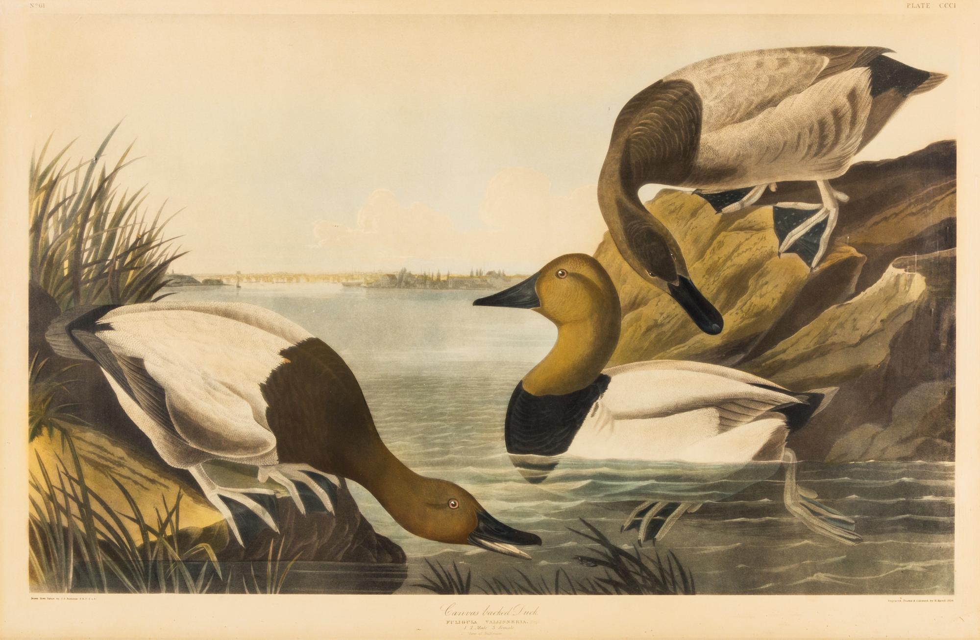(AUDUBON, JOHN JAMES, after) Canvas backed Duck. Engraving w/hand-coloring, c. 1827.