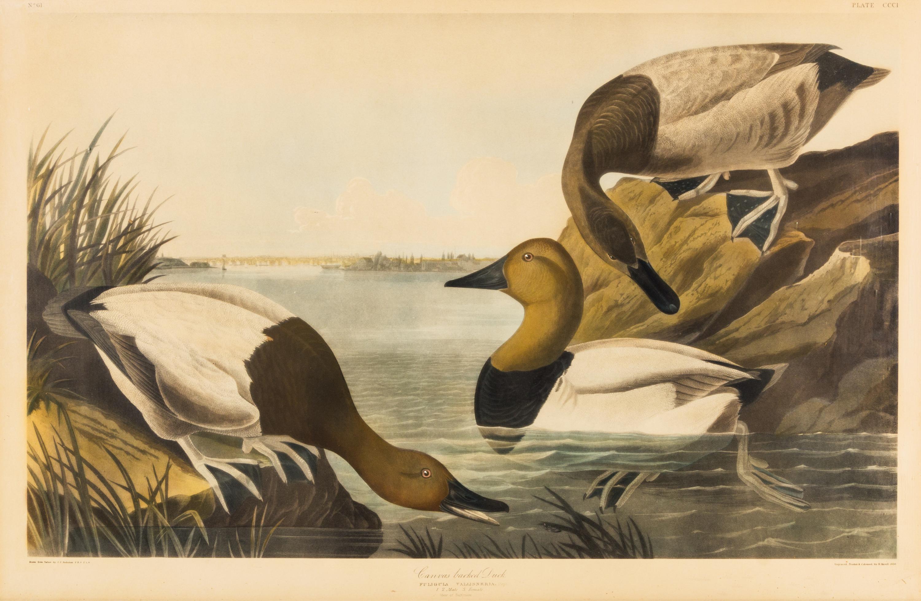 (AUDUBON, JOHN JAMES, after) Canvas backed Duck. Engraving w/hand-coloring, c. 1827.