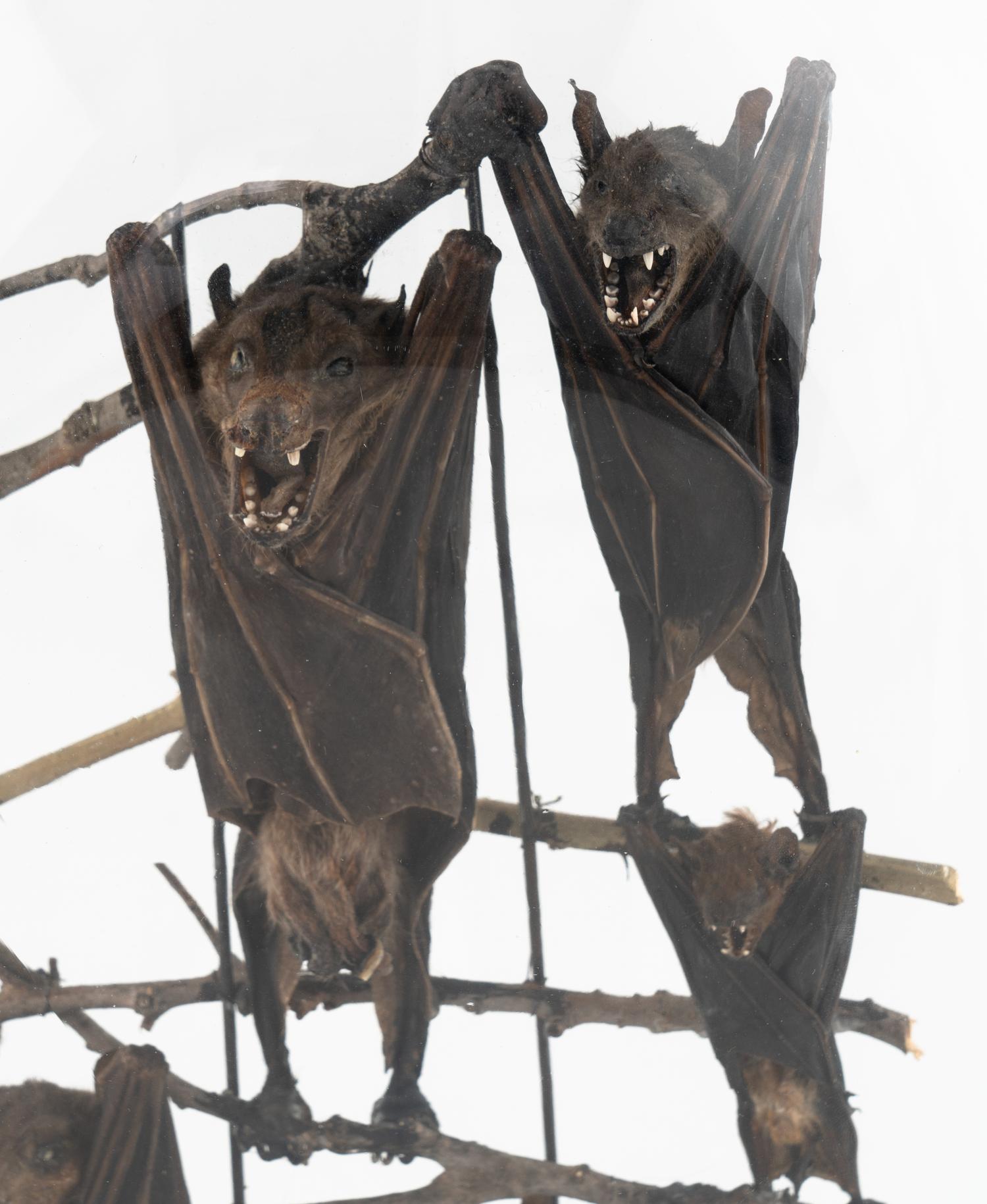 A Taxidermy Bat Display
