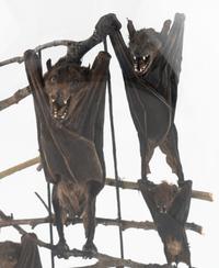 A Taxidermy Bat Display