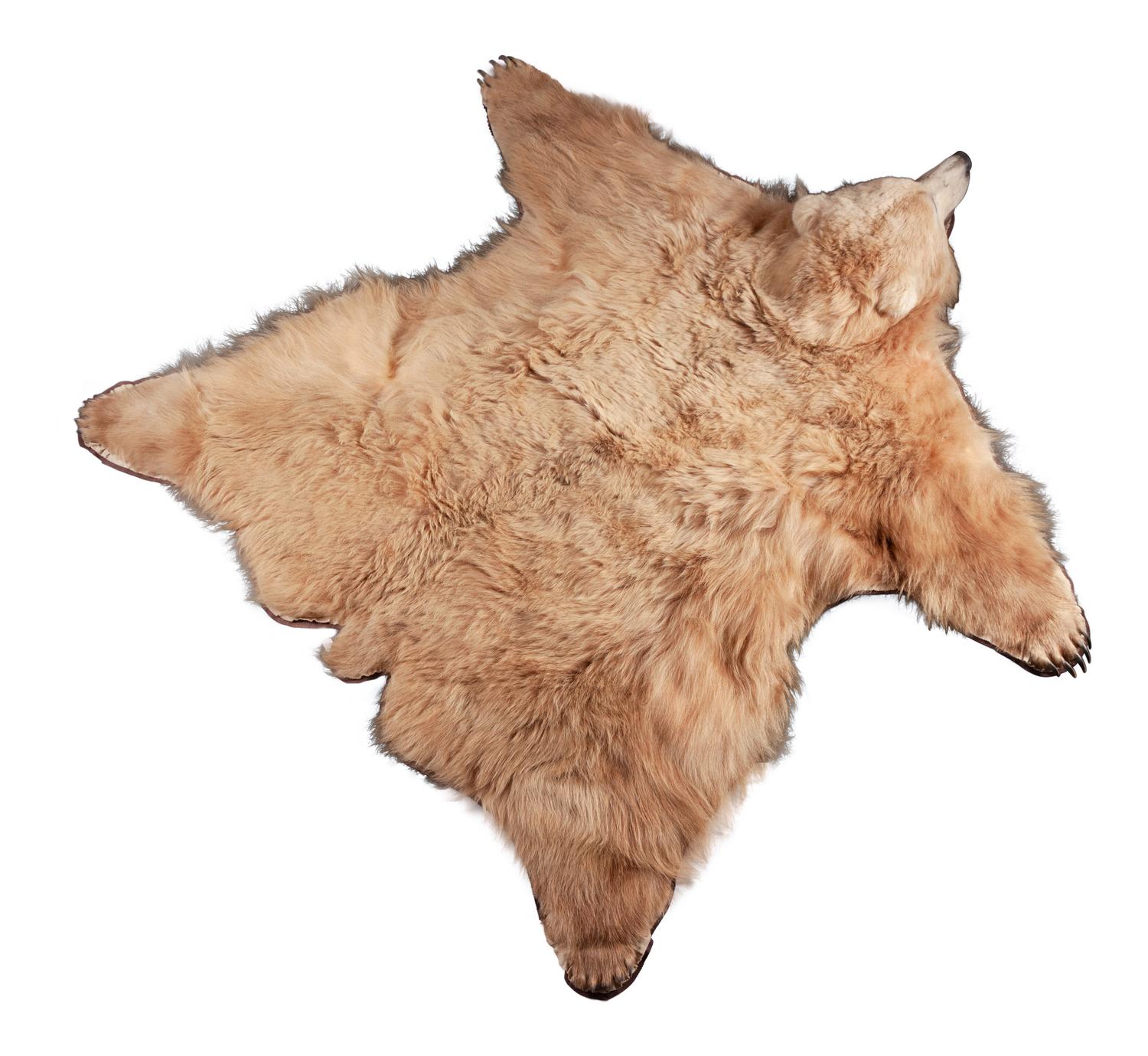 A Large Taxidermy Brown Bear Wall Hanging or Rug