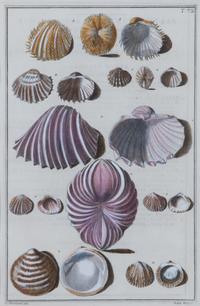 A Pair of Hand-Colored Shell Engravings