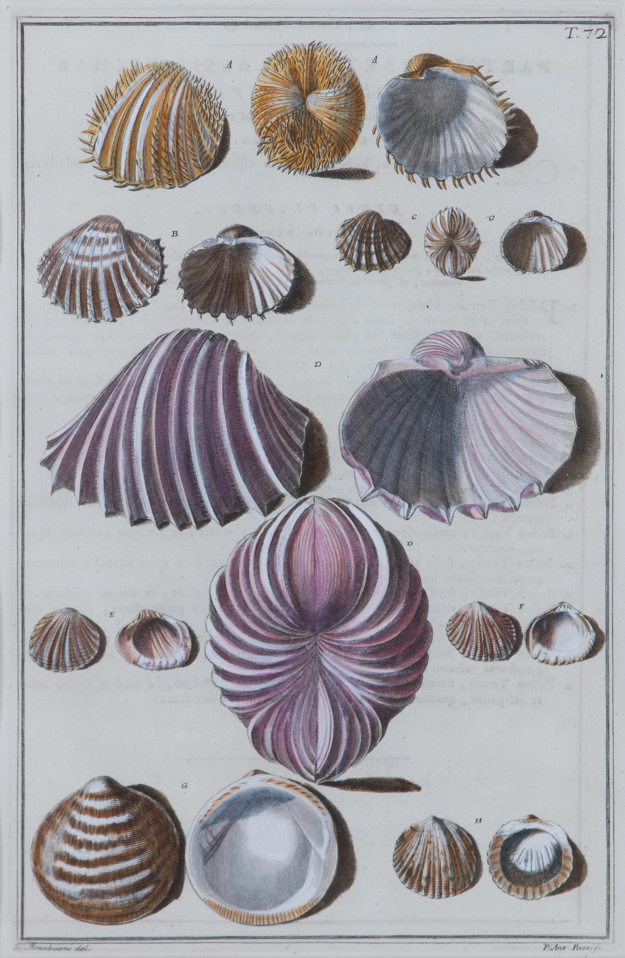 A Pair of Hand-Colored Shell Engravings