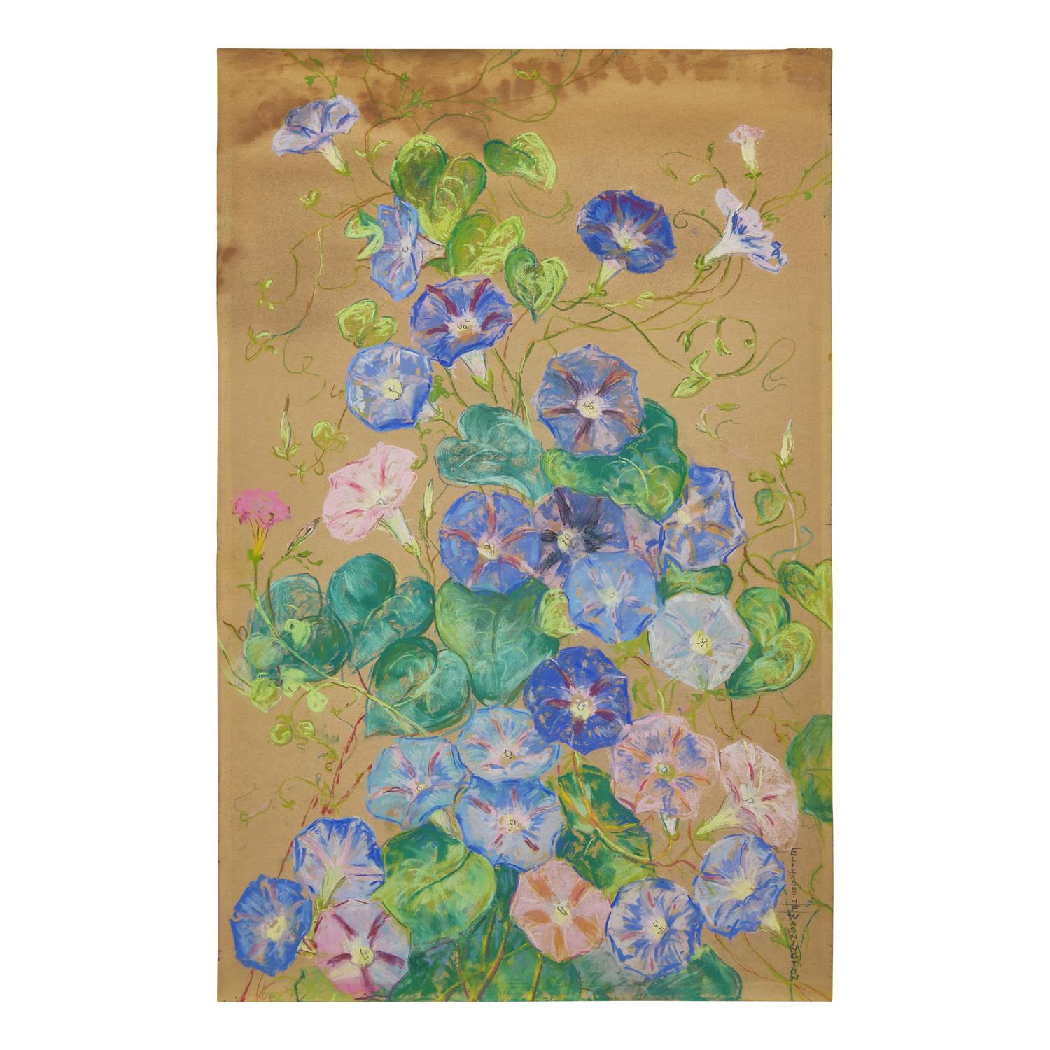 Morning Glories; A Pair