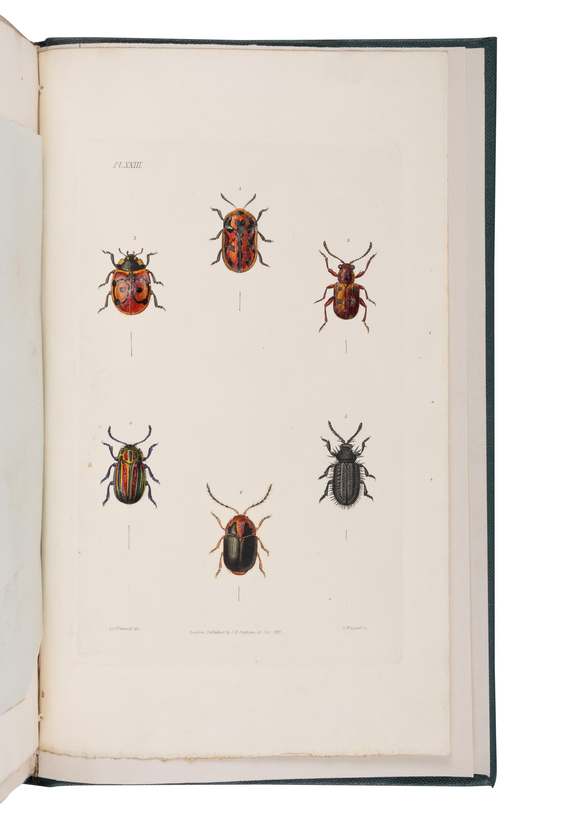 [NATURAL HISTORY] -- [DARWIN, Charles (1809-1882), contributor]. -- STEPHENS, James Francis (1792-1852). Illustrations of British Entomology; or a Synopsis of Indigenous Insects... London: Baldwin and Cradock, [1827-] 1828-1835 [-1845]; supplement, 1846.