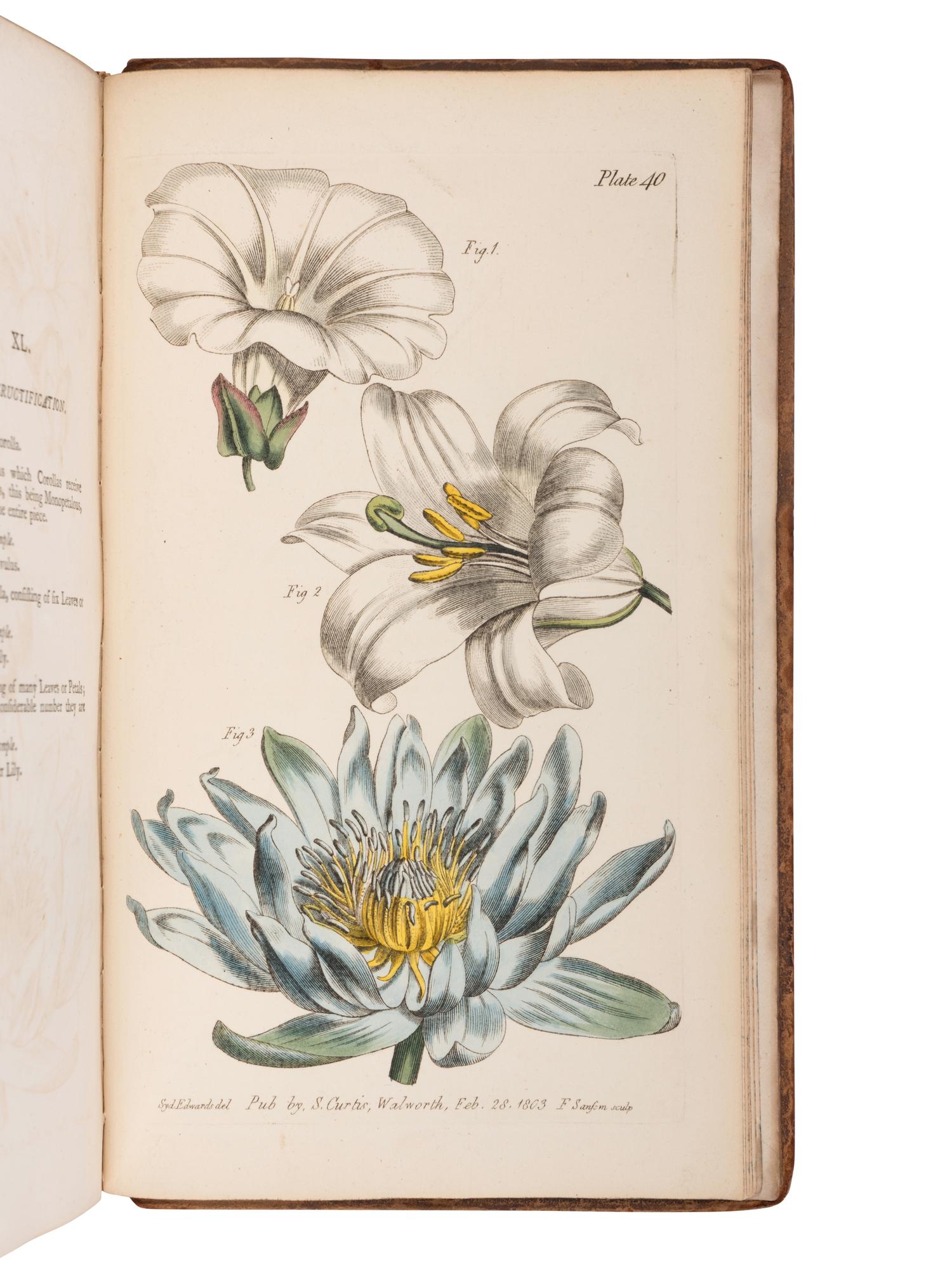 [NATURAL HISTORY]. CURTIS, William (1746-1799). Lectures on Botany. London: H.D. Symonds, 1805.