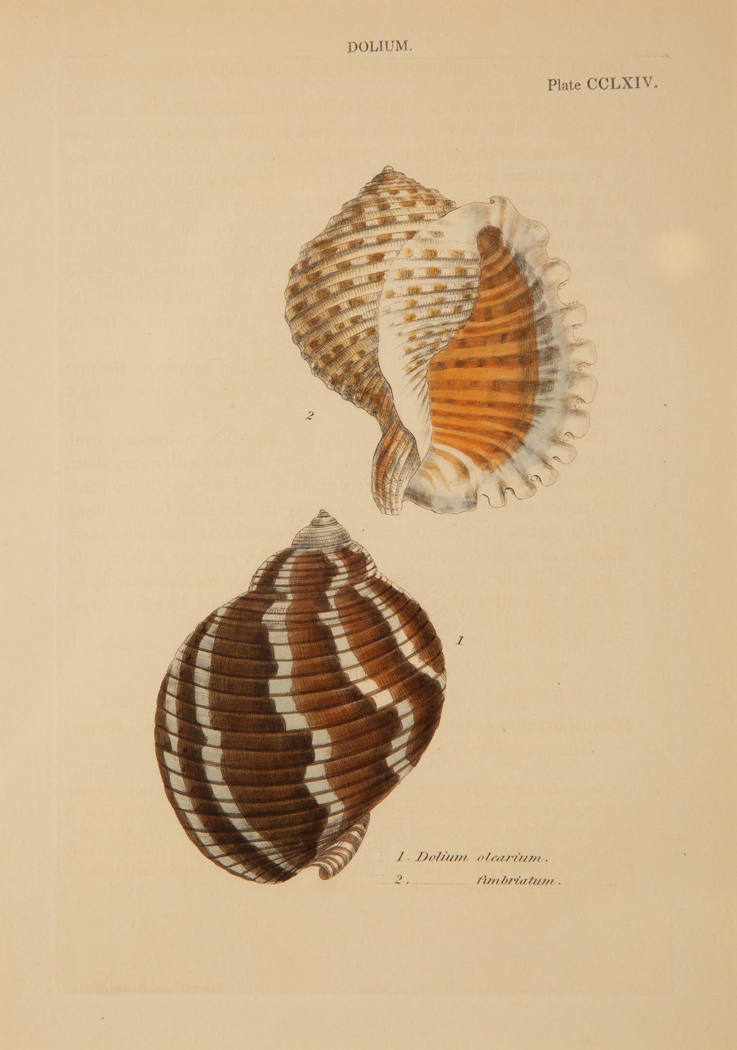 Conchologia Systematica: Eight Plates, 1841
