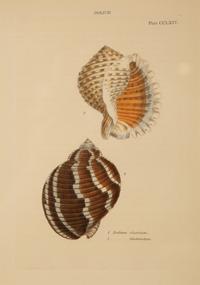 Conchologia Systematica: Eight Plates, 1841