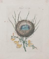 Two Handcolored Botanical Engravings Each 7 3/4 x 6 inches.