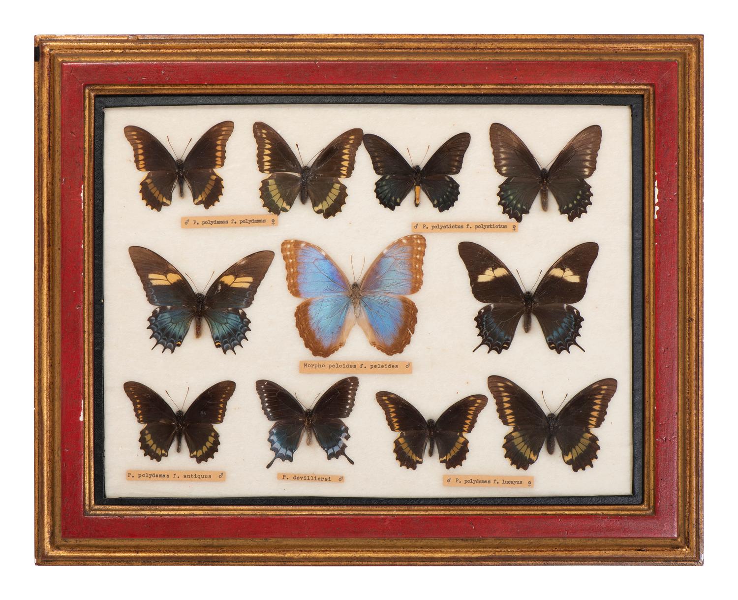 Three Framed Groups of Lepidopterological Specimens