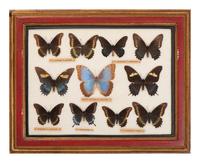 Three Framed Groups of Lepidopterological Specimens