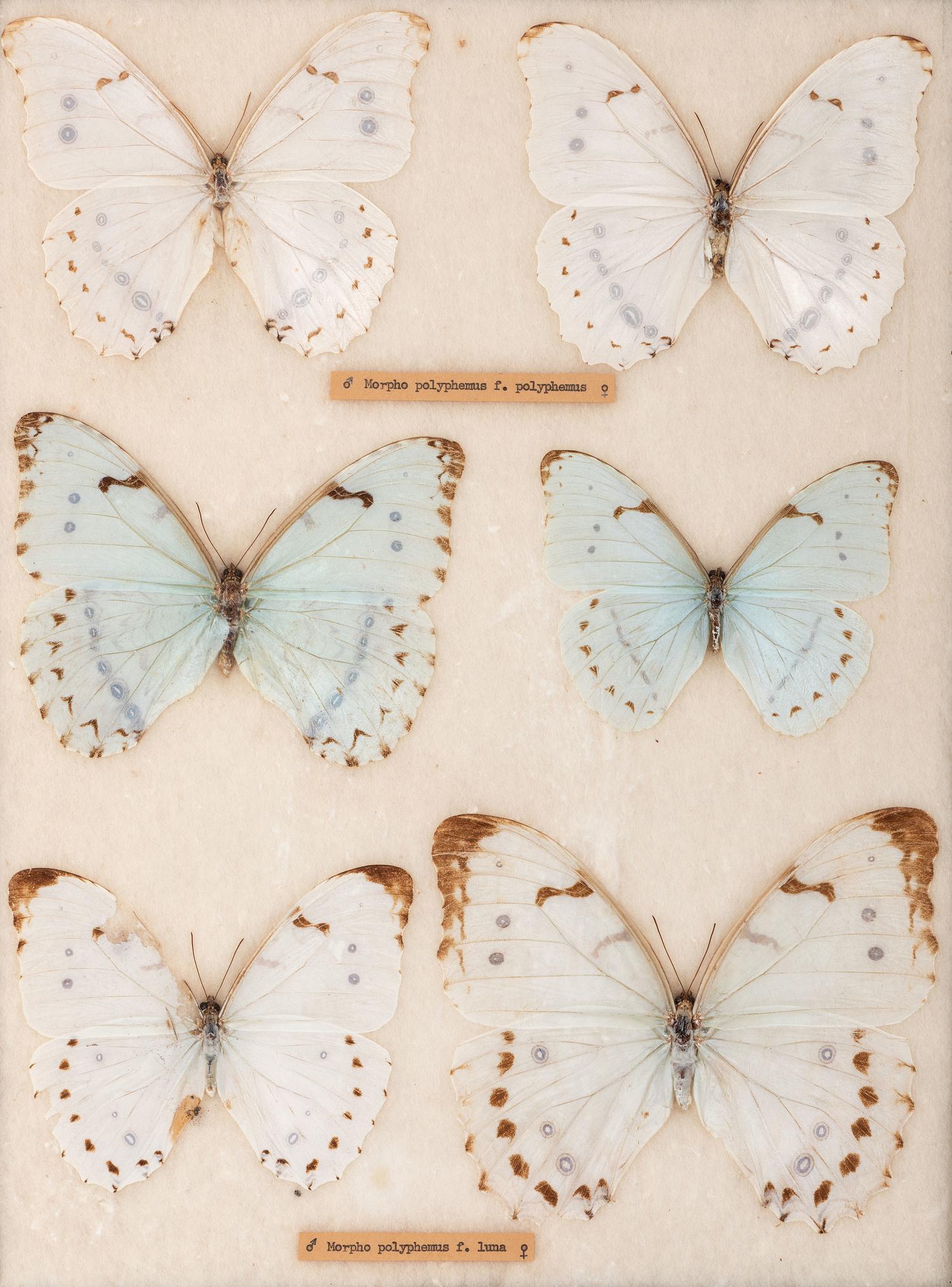 Four Framed Groups of Lepidopterological Specimens