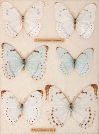 Four Framed Groups of Lepidopterological Specimens