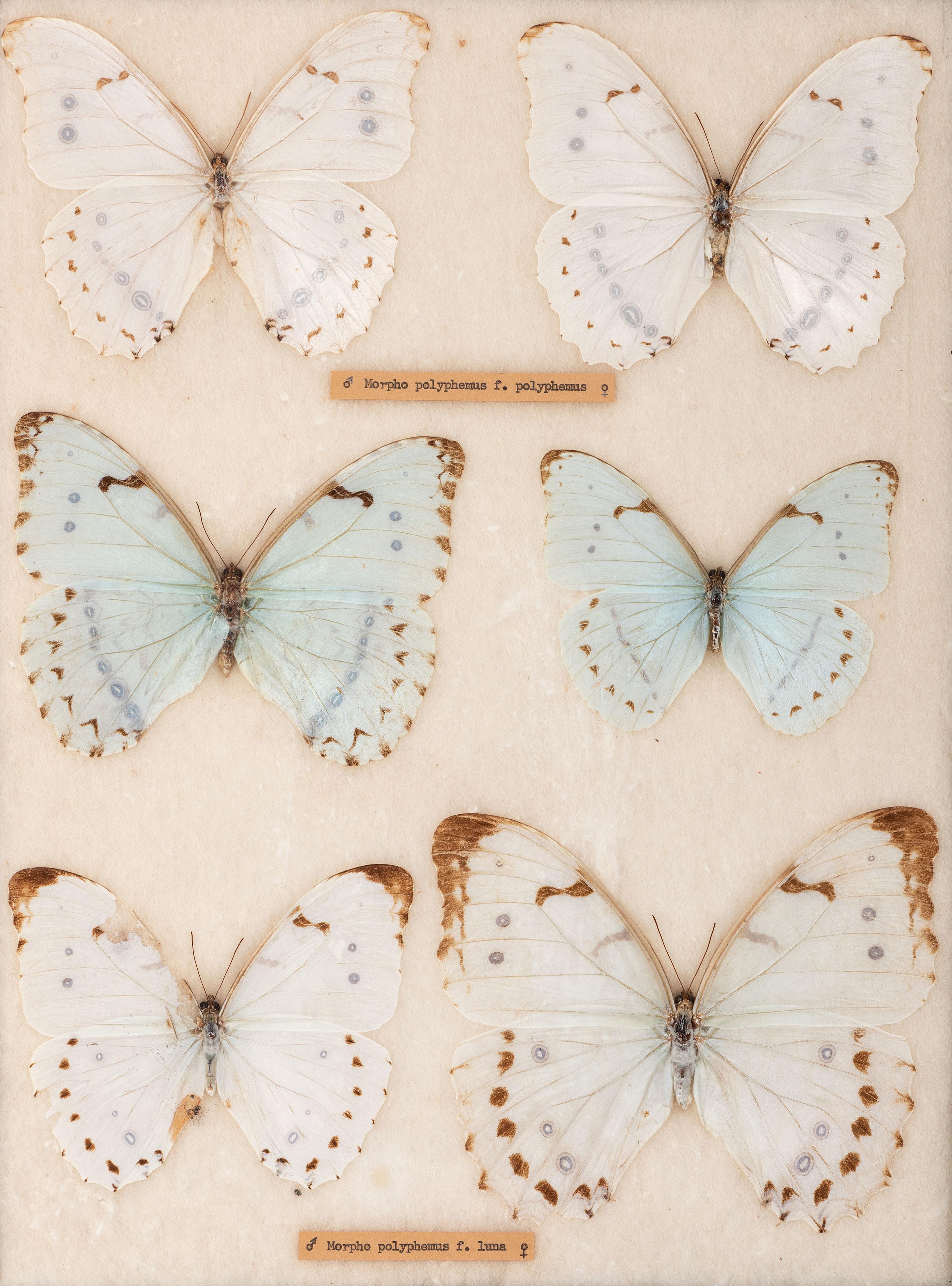 Four Framed Groups of Lepidopterological Specimens