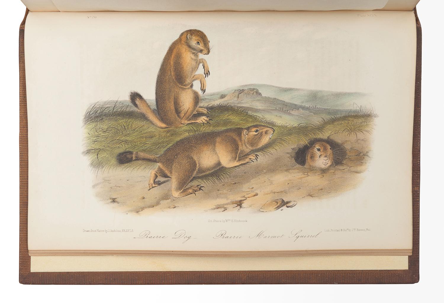 AUDUBON, John James (1785-1851). The Birds of America, from Drawings Made in the United States and their Territories . New York: J.J. Audubon; Philadelphia: J.B. Chevalier, [1839-] 1840-1844. -- AUDUBON, John James and John BACHMAN (1790-1874). The Quadrupeds of North America . New York: V.G. Audubon, 1849-1854.