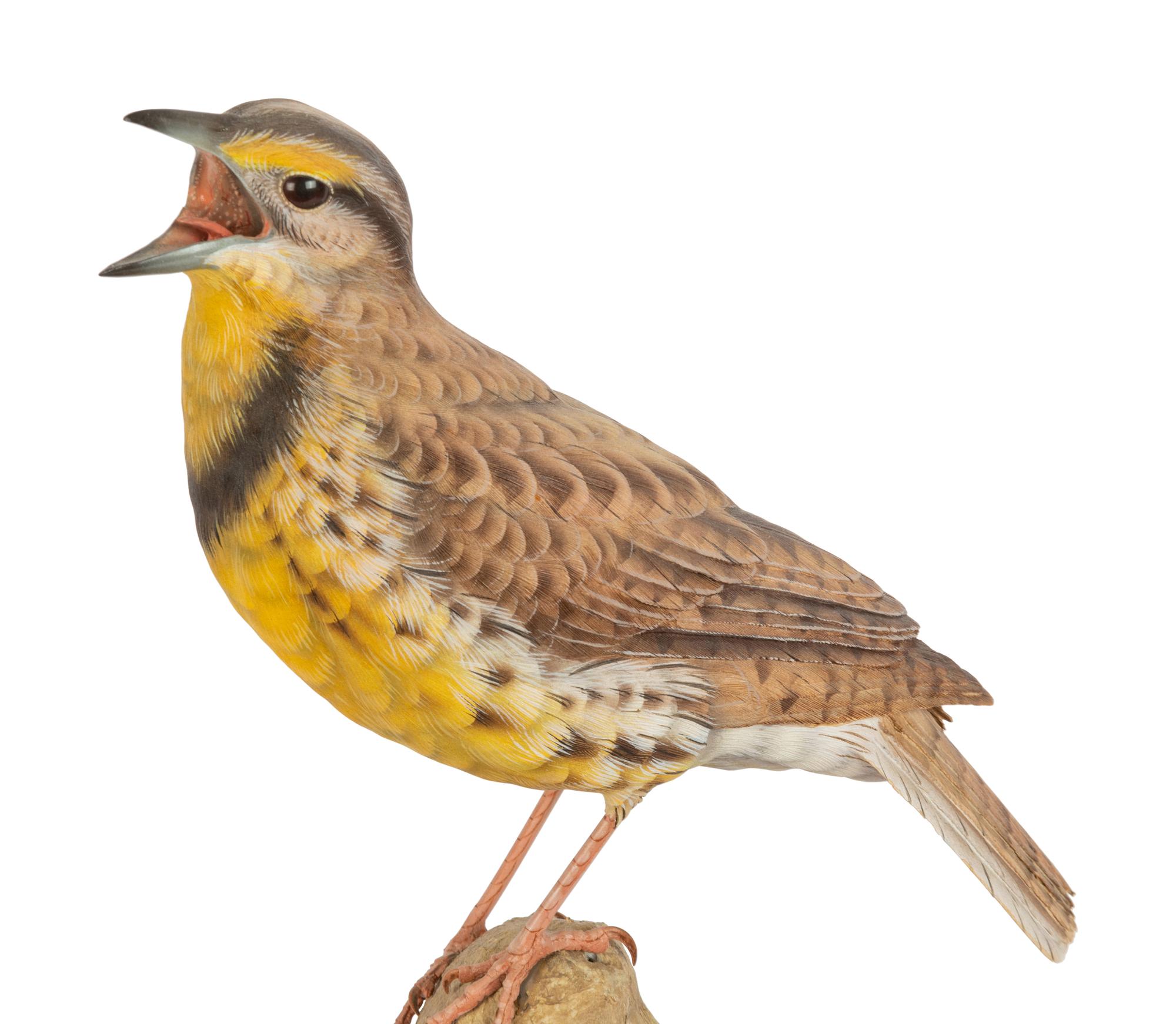 Western Meadowlark , 2004