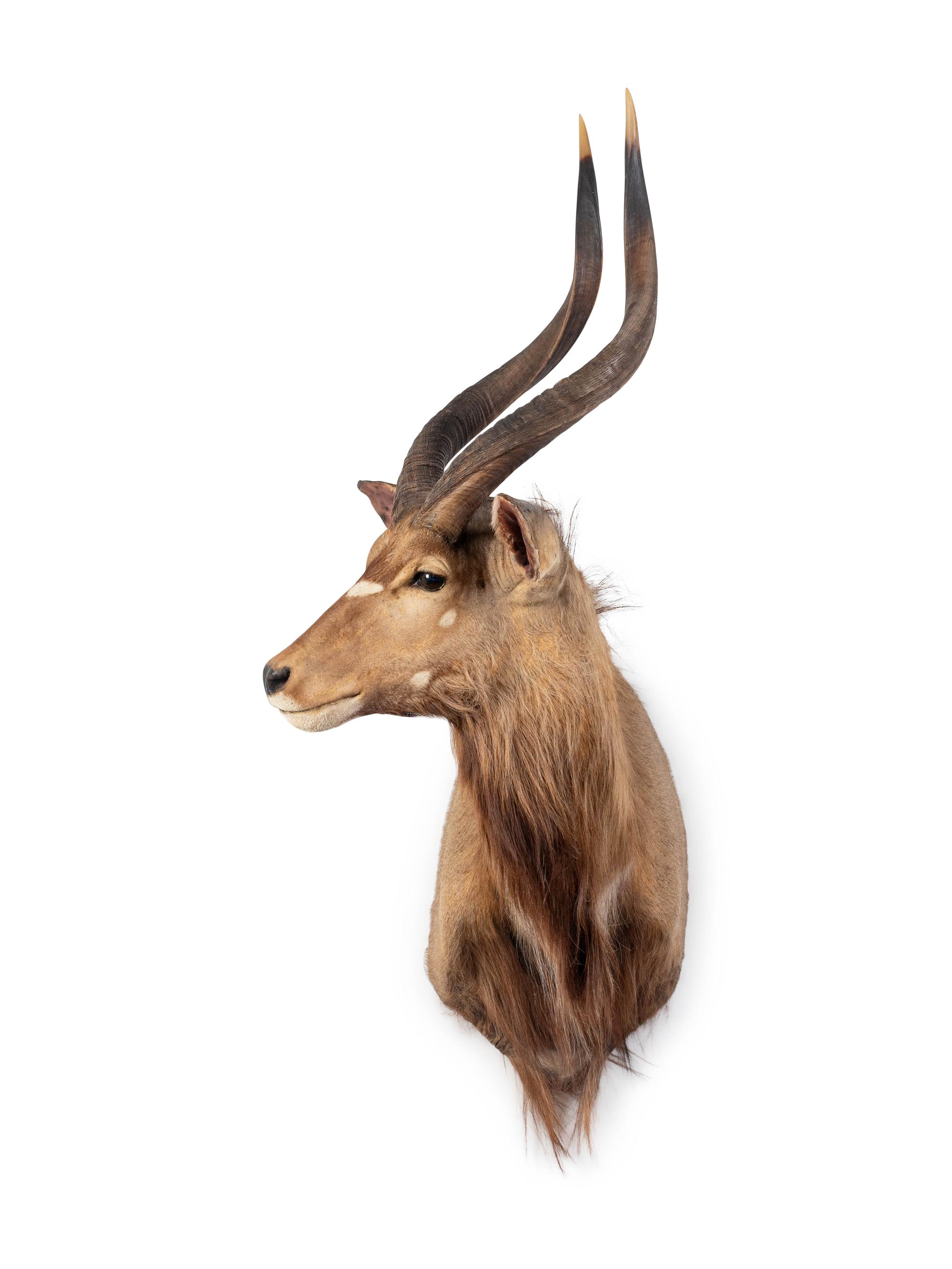 A Mounted Taxidermy Nyala Buck