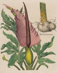 A Group of Five Framed Hand-Colored Botanical Engravings