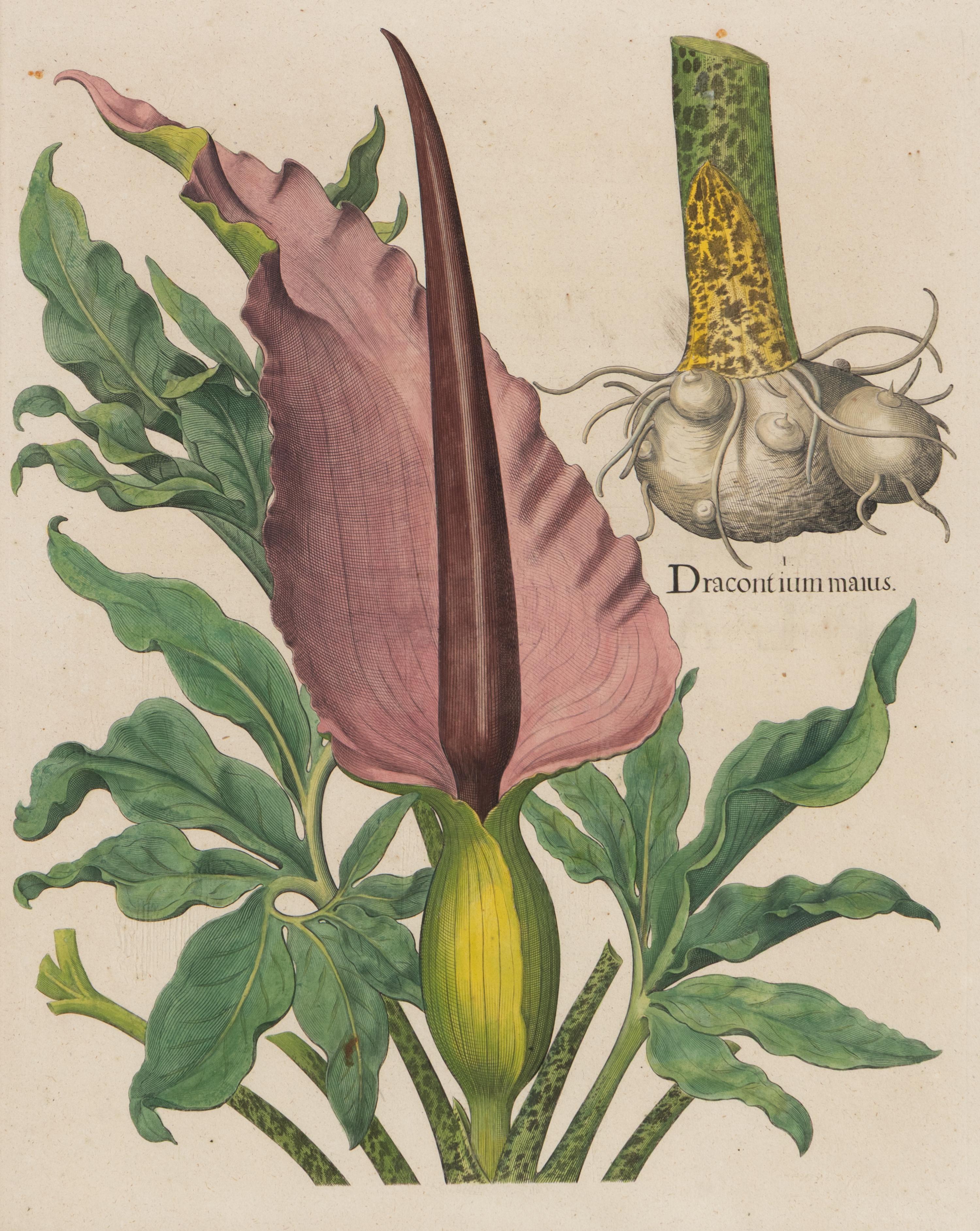 A Group of Five Framed Hand-Colored Botanical Engravings