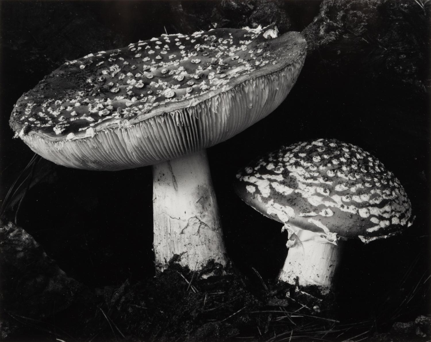 Toadstool