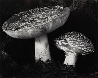 Toadstool