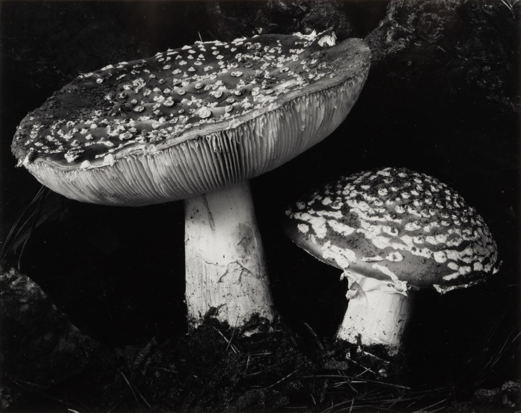 Toadstool