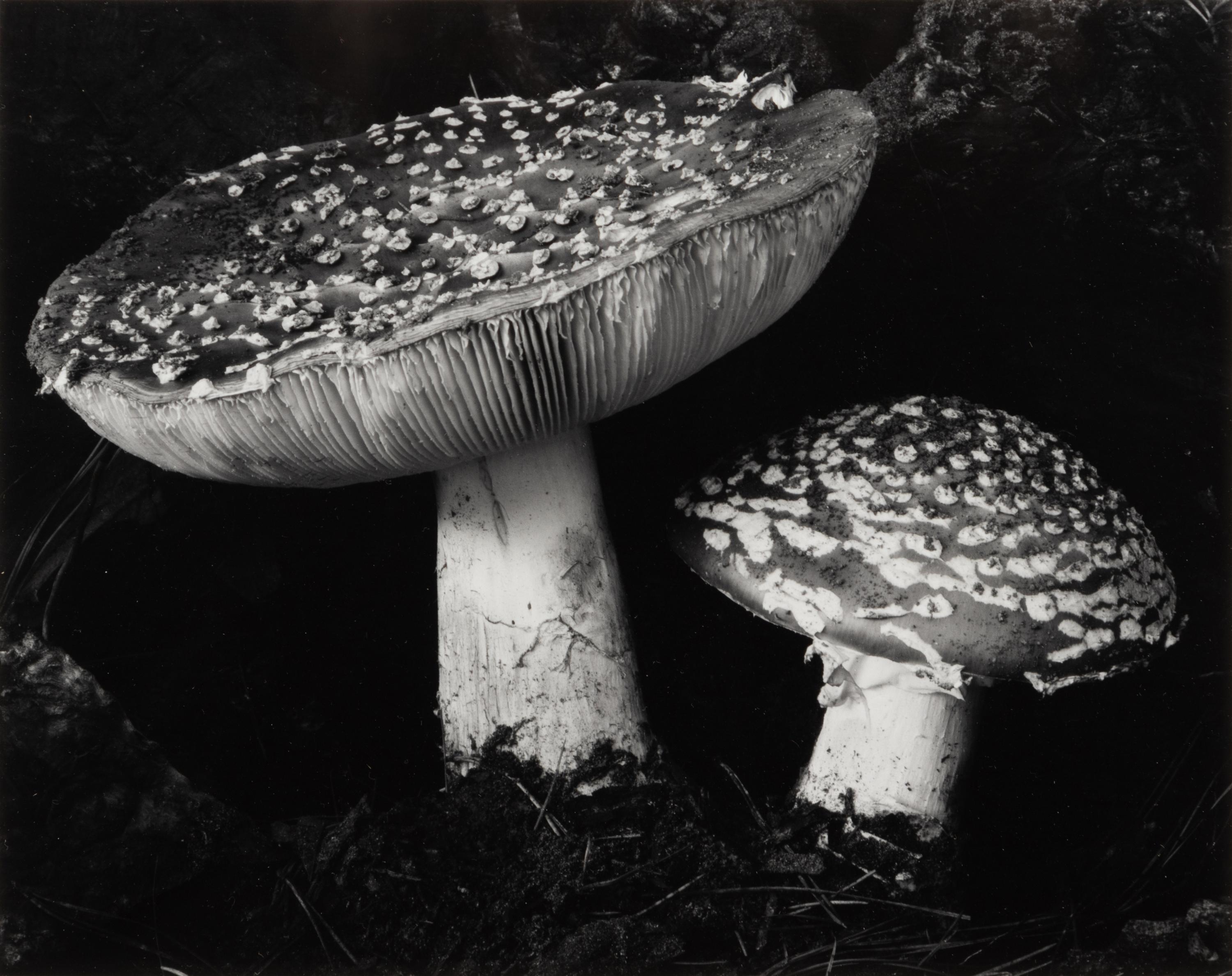 Toadstool