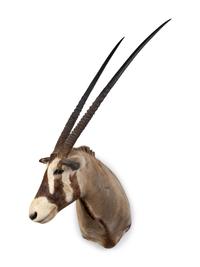 A Shoulder Mount Taxidermy Oryx