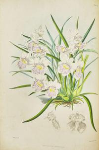 [Color-Plate Books] Bateman, James: A Monograph of the Odontoglossum