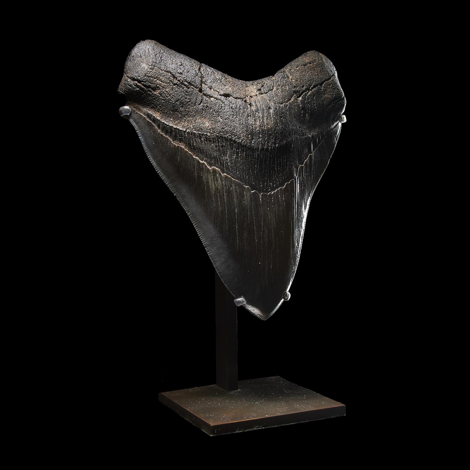 A Megalodon Shark Tooth (Otodus megalodon)
