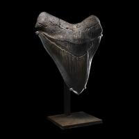 A Megalodon Shark Tooth (Otodus megalodon)
