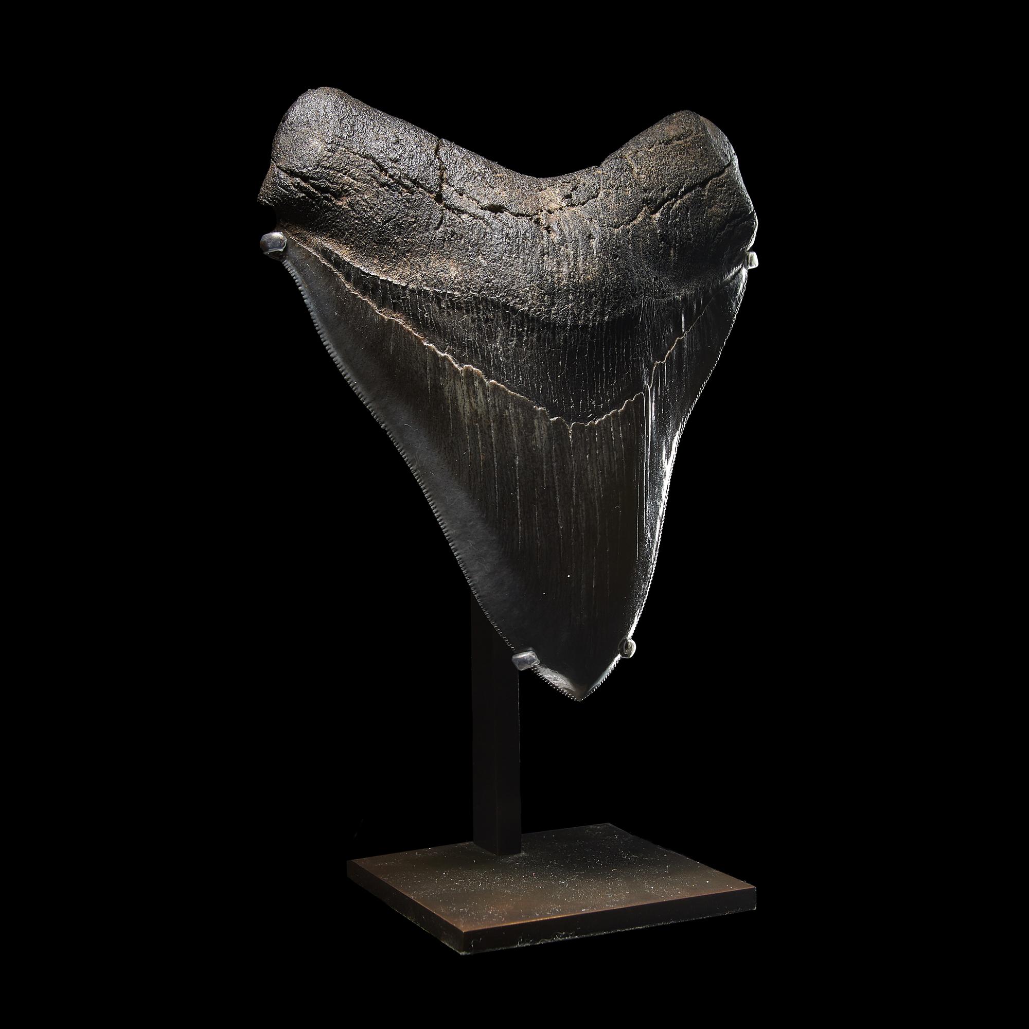 A Megalodon Shark Tooth (Otodus megalodon)