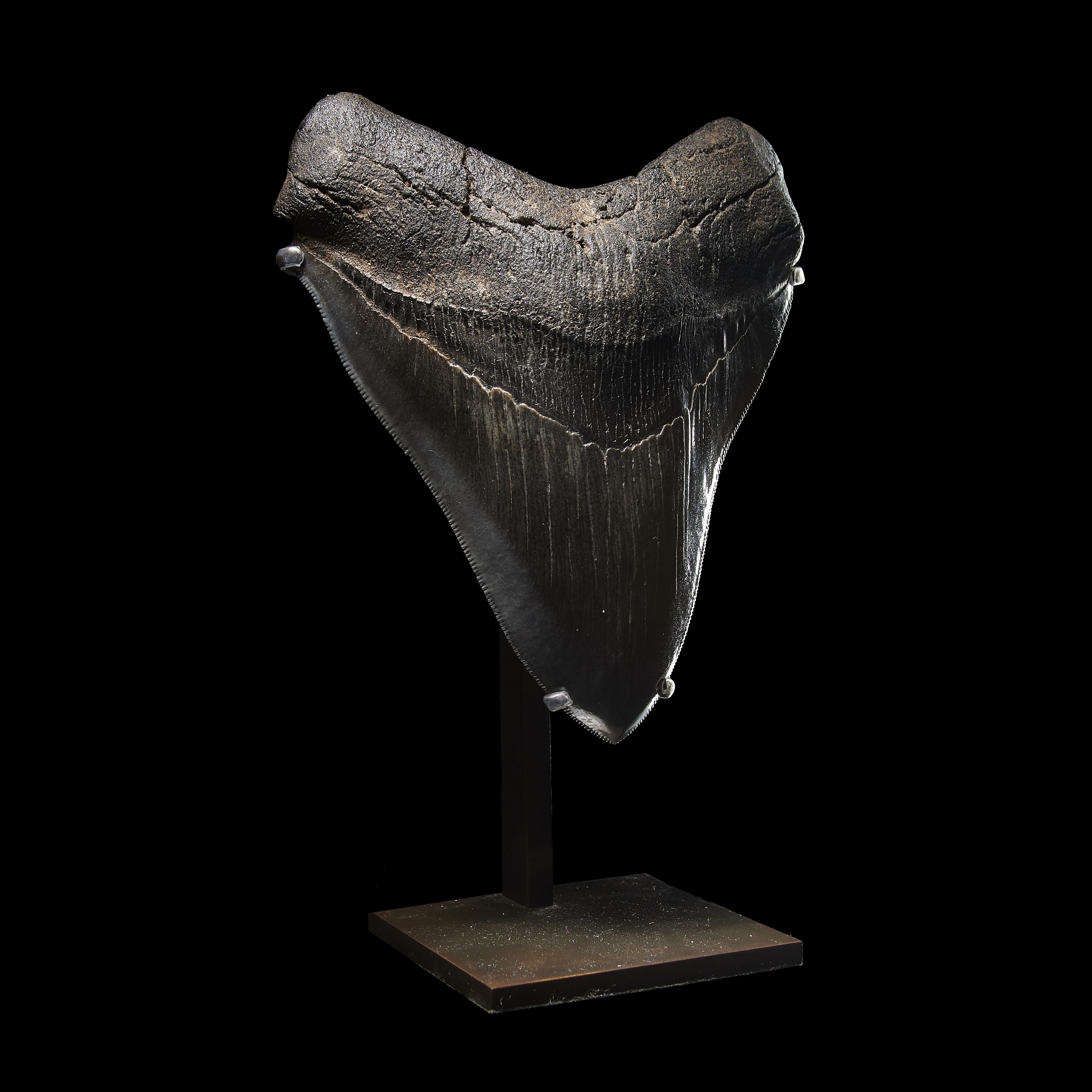 A Megalodon Shark Tooth (Otodus megalodon)