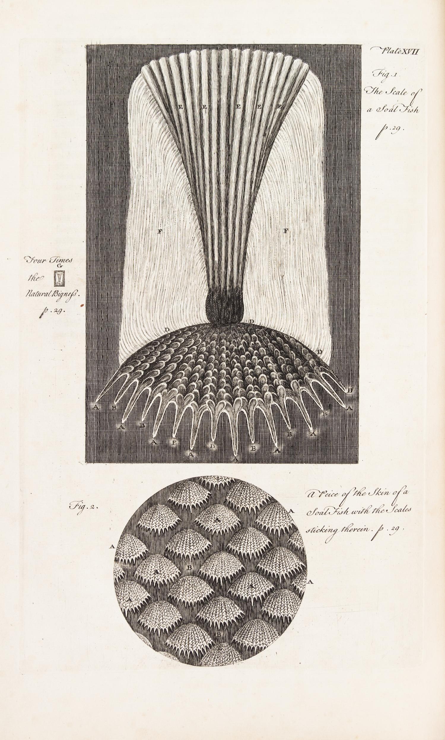 HOOKE, ROBERT. Micrographia Restaurata... London, 1745. Second edition, complete.