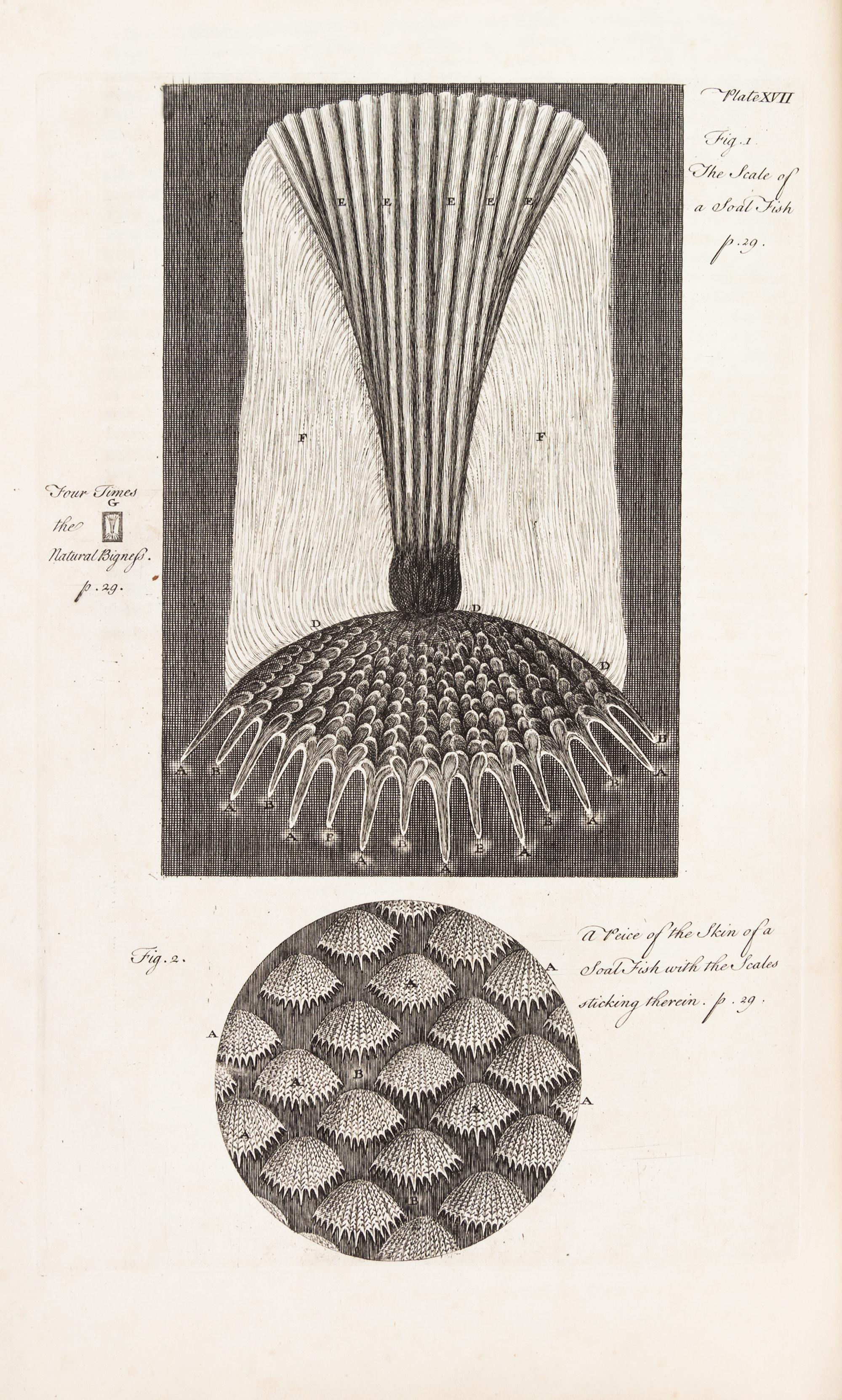 HOOKE, ROBERT. Micrographia Restaurata... London, 1745. Second edition, complete.