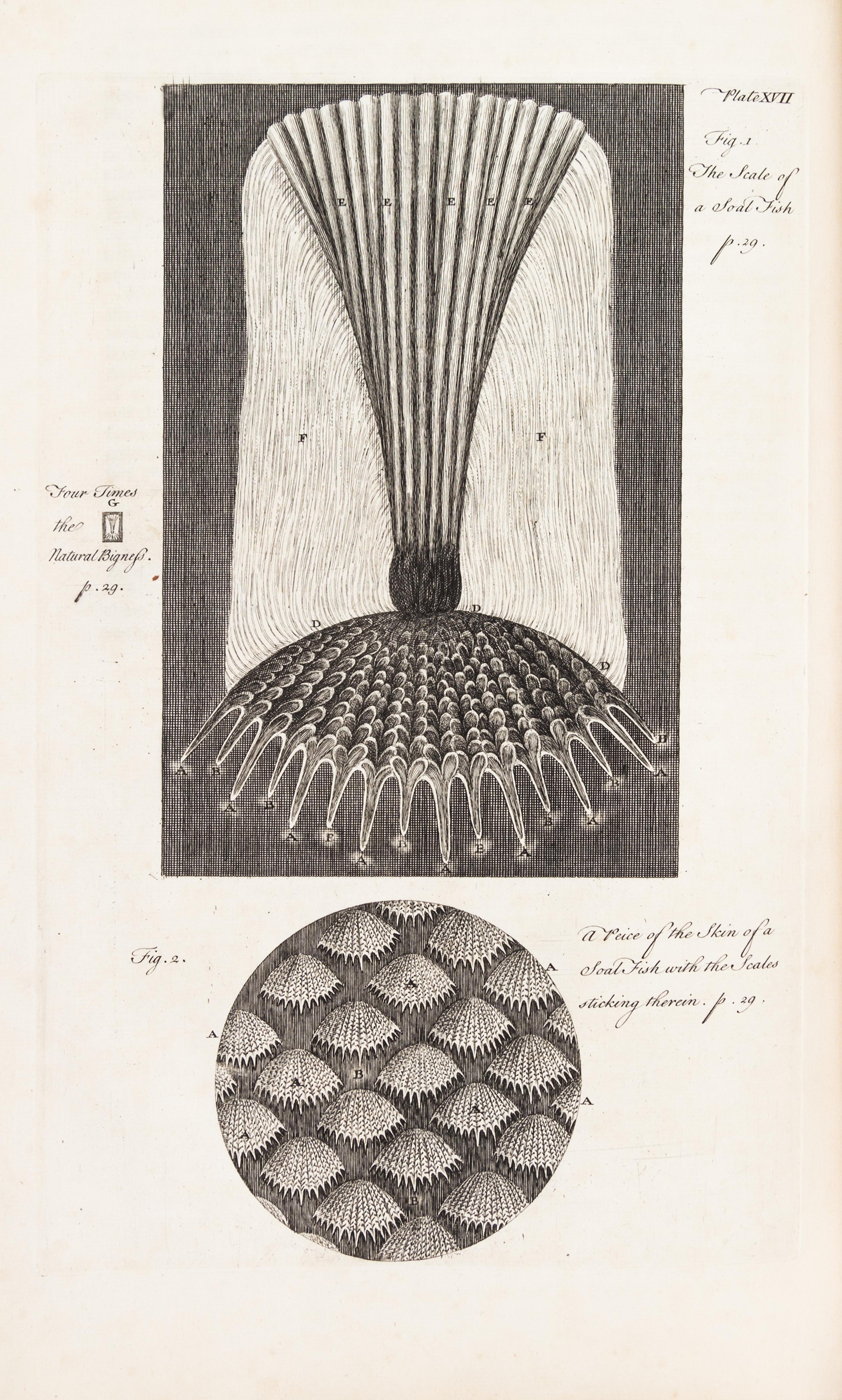 HOOKE, ROBERT. Micrographia Restaurata... London, 1745. Second edition, complete.