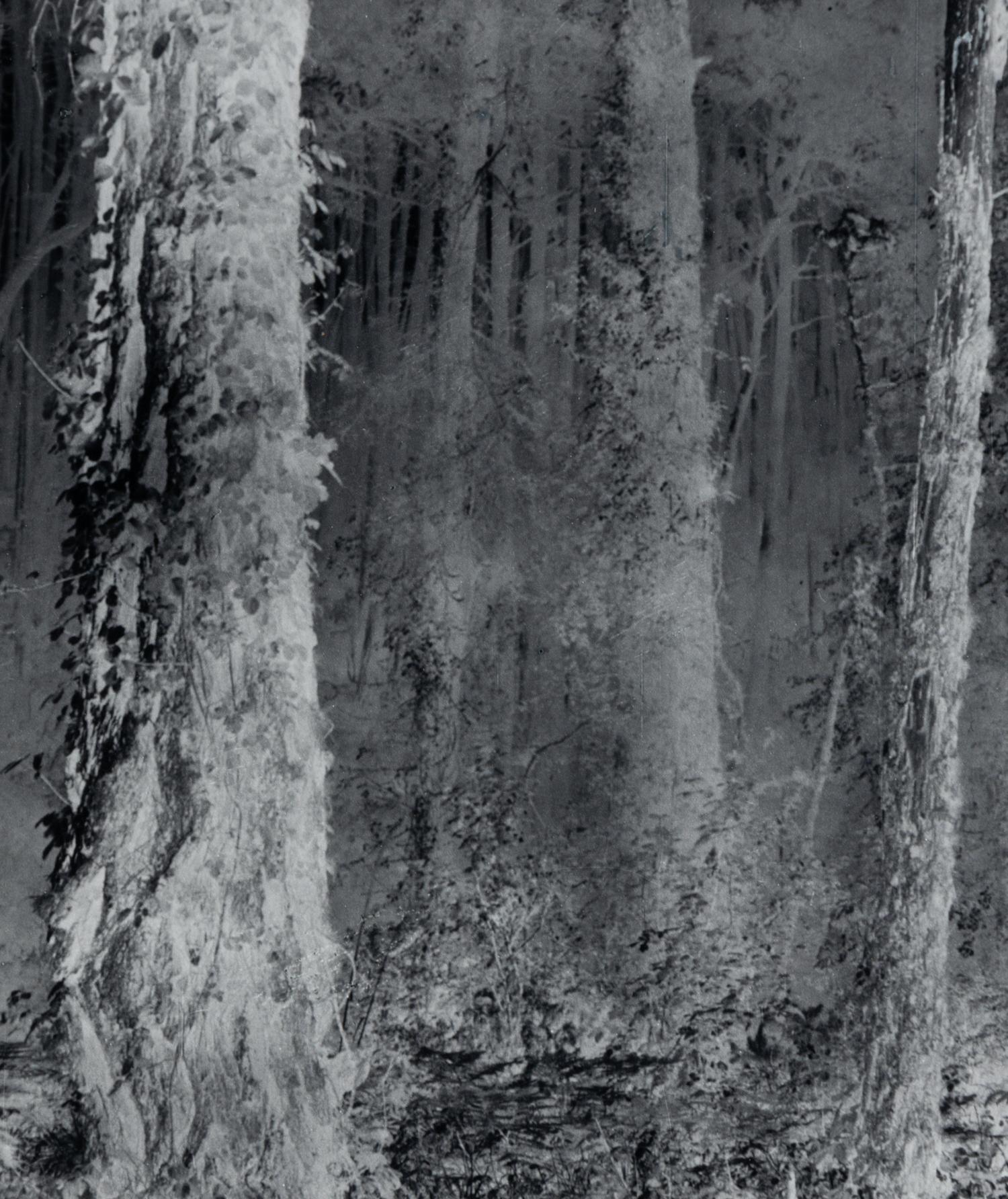 Untitled (Forest), 1970