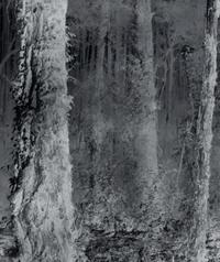 Untitled (Forest), 1970