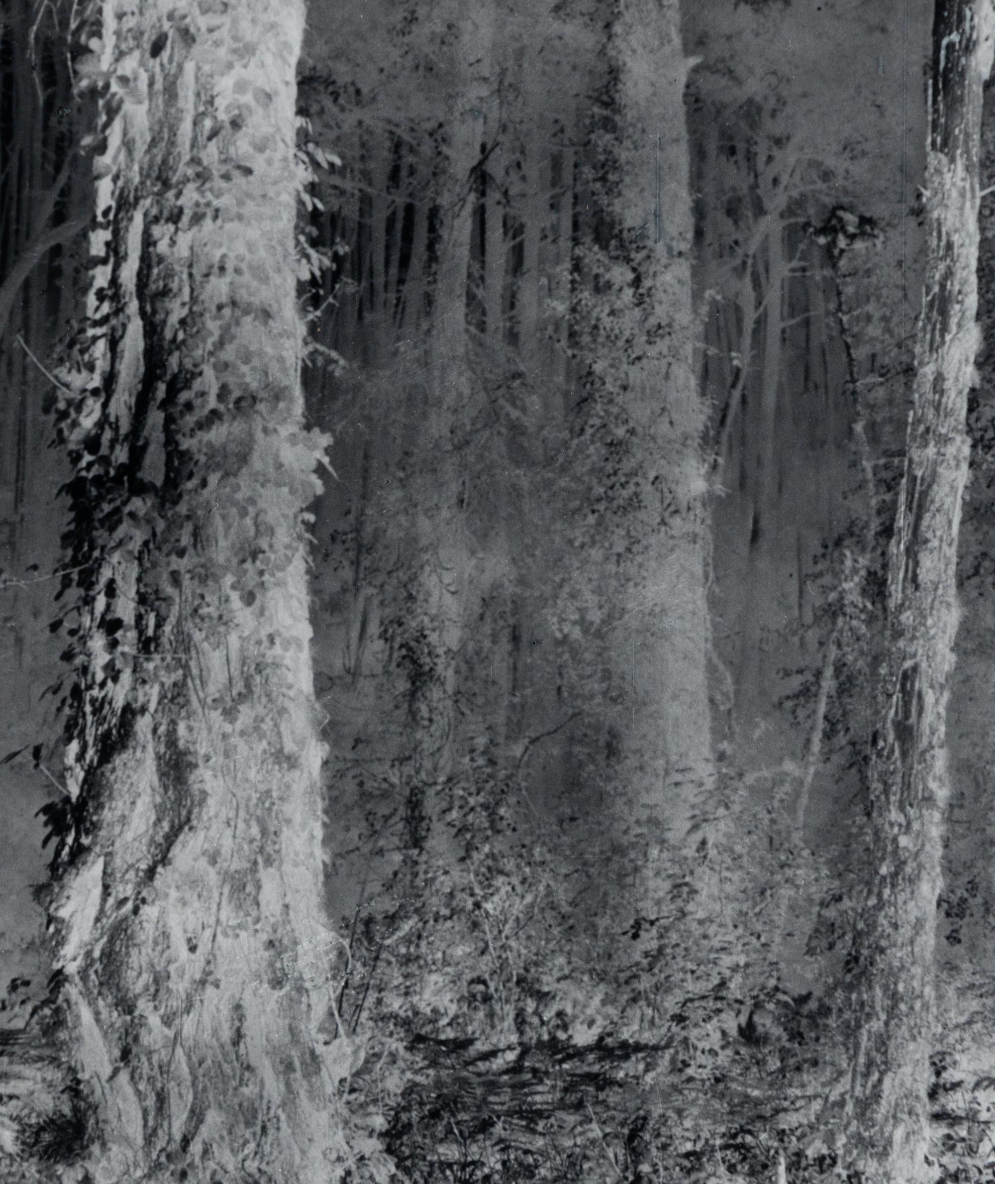 Untitled (Forest), 1970