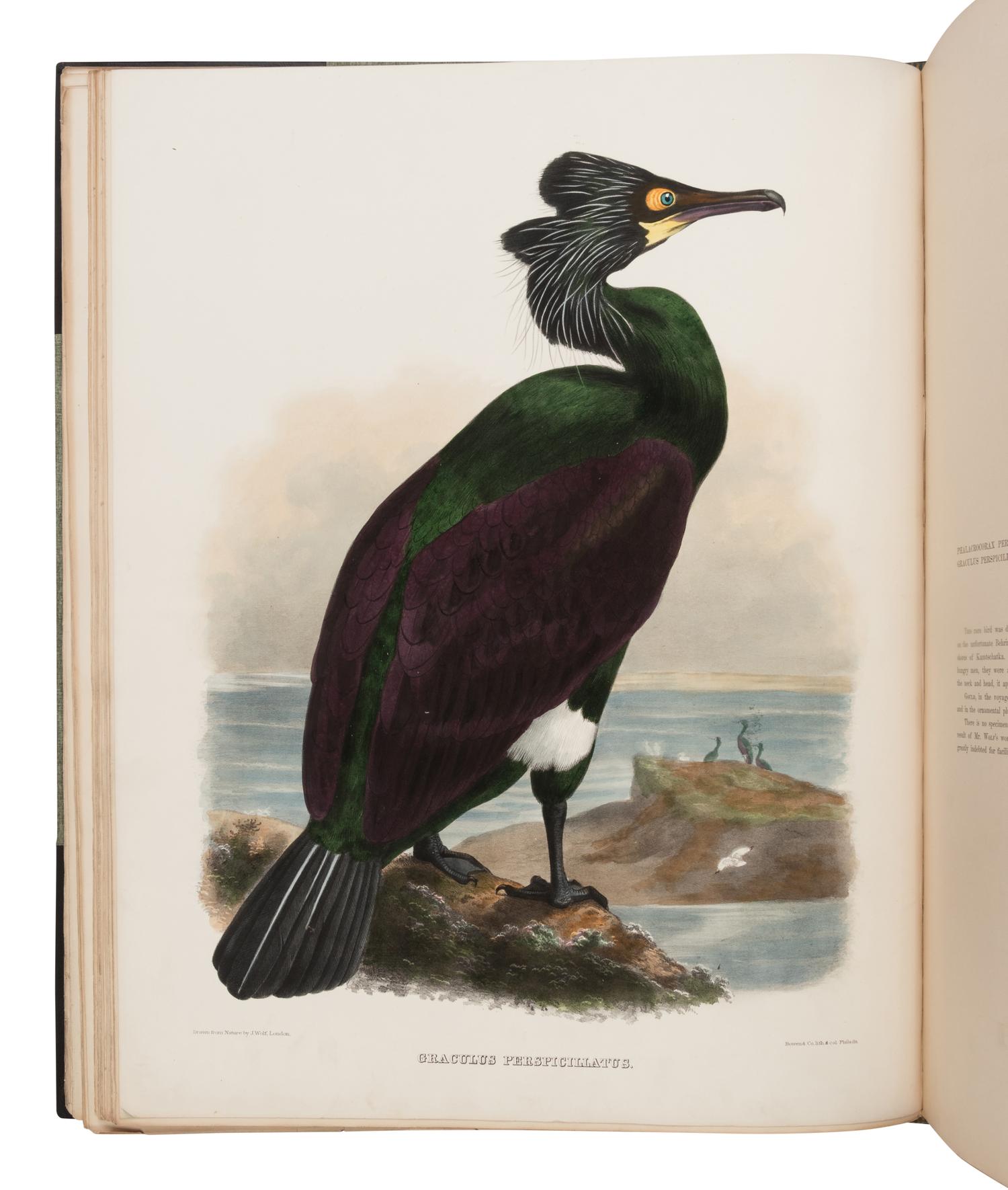 Elliot, Daniel Giraud. The New and Heretofore Unfigured Species of the Birds of North America