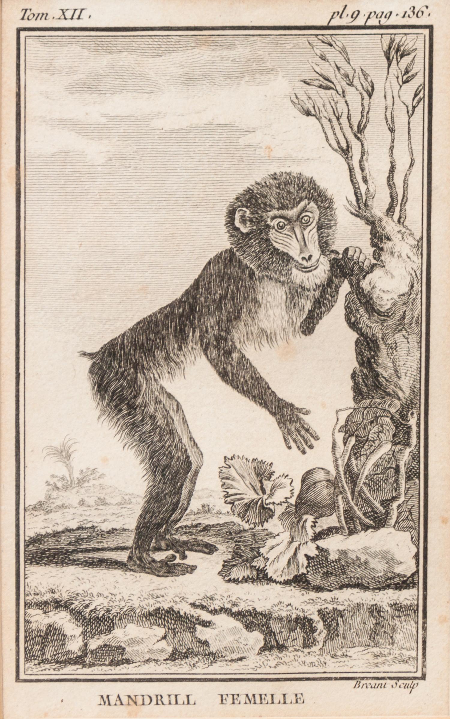 A Group of Four French Plates Depicting Copper Engravings of Primates 6 x 4 inches. — 20TH CENTURY