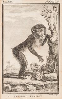 A Group of Four French Plates Depicting Copper Engravings of Primates 6 x 4 inches. — 20TH CENTURY