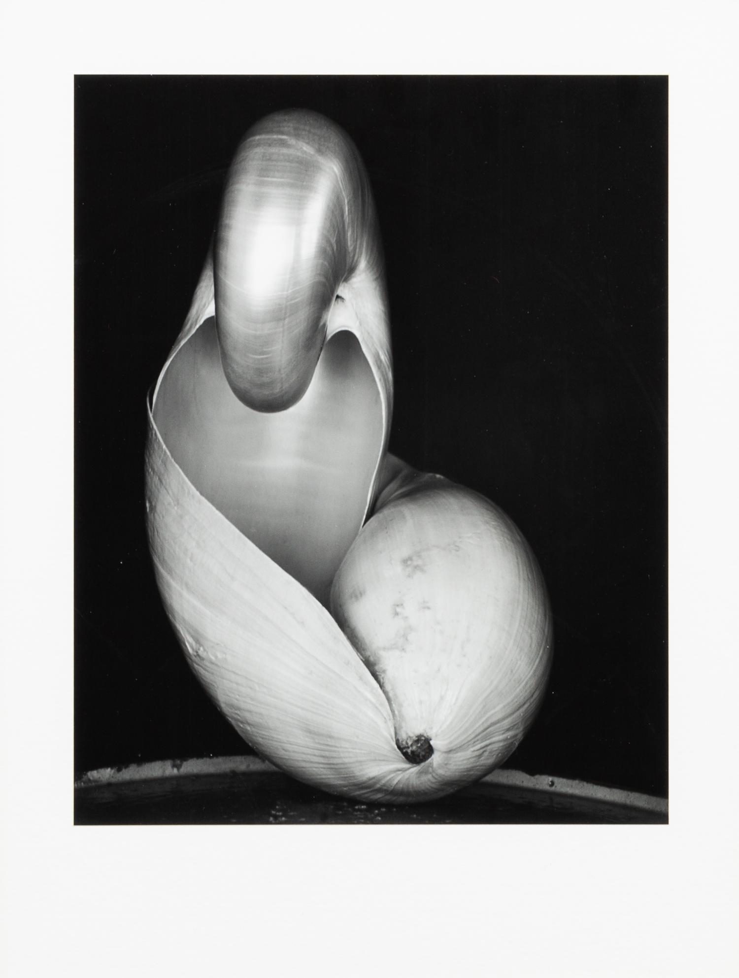 Edward Weston, (American, 1886-1976), Shell, 1927
