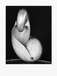 Edward Weston, (American, 1886-1976), Shell, 1927